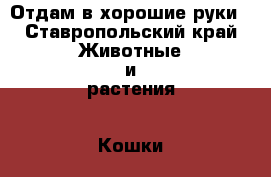 Отдам в хорошие руки - Ставропольский край Животные и растения » Кошки   